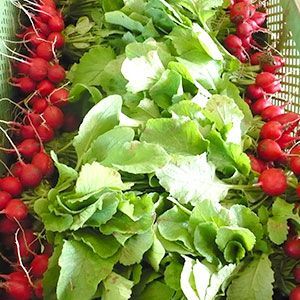 Fresh Radish from Germany supplied by STOCKNER - Whole Radish