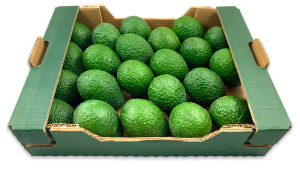 Fresh Avocado from 스페인 supplied by El Cortijo Bio SL - Greenskin 신선 아보카도