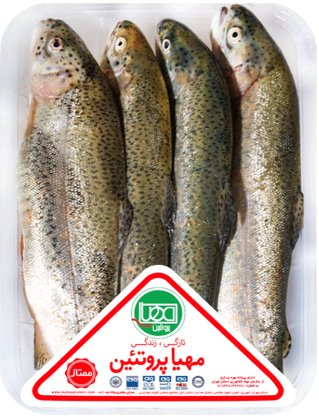 Fresh Trout Fish from Iran supplied by Mahya Protein - Fresh (=Chilled=Raw) Fresh Trout
