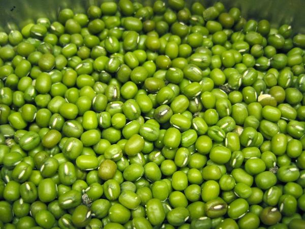 Green bean from 베트남 supplied by Song Duong International Company Limited - As per customer's request 생두 가공품