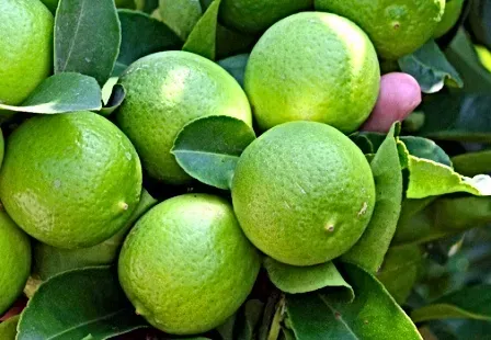 Lemon from Peru supplied by Prima Fruta Del Peru S.A.C. - Seeded Fresh Lemon