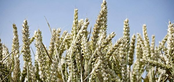 Wheat from 독일 supplied by Ceravis AG - Whole 소맥