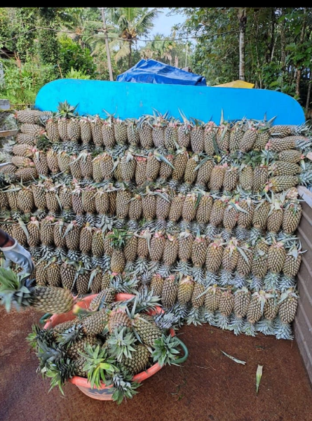 Indian Pineapple from 인도 supplied by Green Pack Traders - 통조림 또는 병에 든 파인애플