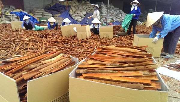 Viet Nam split cassia from Vietnam supplied by Agrikim Import and Export J.S.C - Ground - Fine Ground Mixed Spices Products