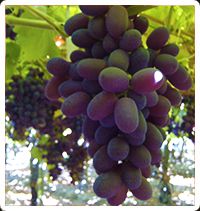 Fresh Grape from 칠레 supplied by Soc. Agricola La Primavera SA - Dark Color 신선 포도