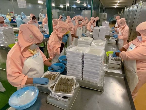 Frozen Shrimp from 말레이시아 supplied by North Cube Food Sdn Bhd - Farmed (=Captive Bred=Cultured) 냉동 새우