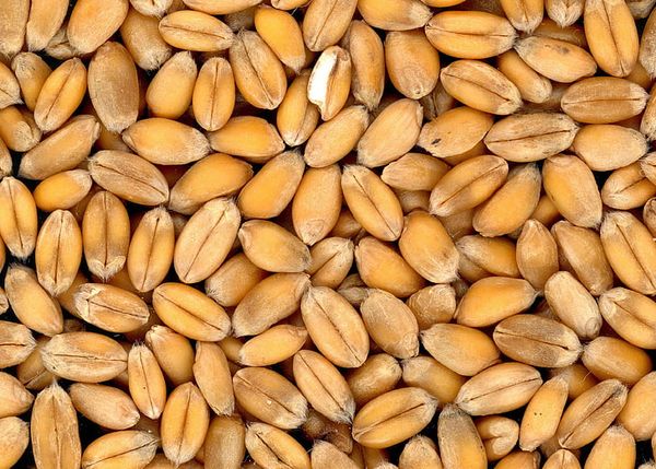 Wheat Seed from 튀르키예 supplied by Kuran Tarim - Whole 소맥