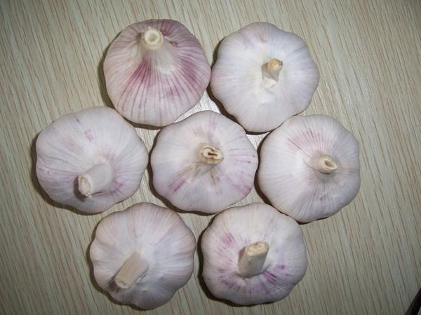Garlic from China supplied by Linyi Changhong Imp. & Exp. Co., Ltd. - Whole Fresh Garlic