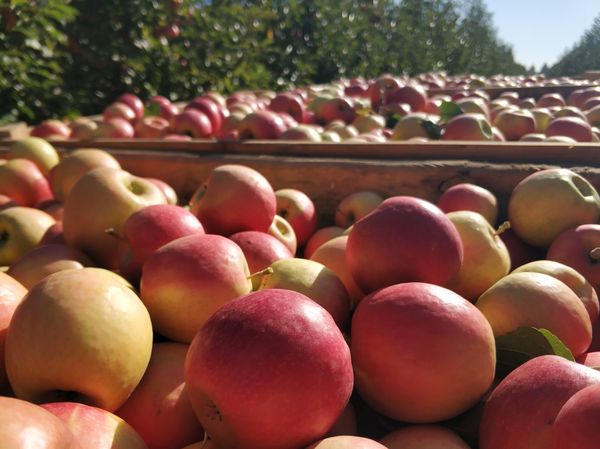 Fresh Apples from 몰도바 supplied by SRL "Terra-Vitis" - 크기: ≥ 135g(=+135 g) 신선 사과