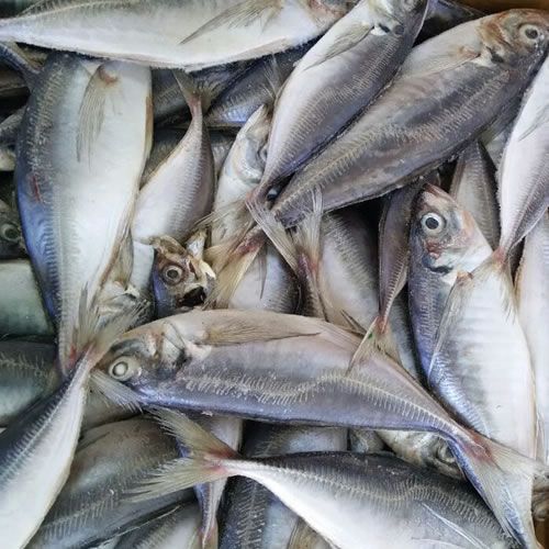 Horse Mackerel from United Kingdom supplied by J.Marr (Seafoods) Ltd - Frozen Frozen Jack & Horse Mackerel