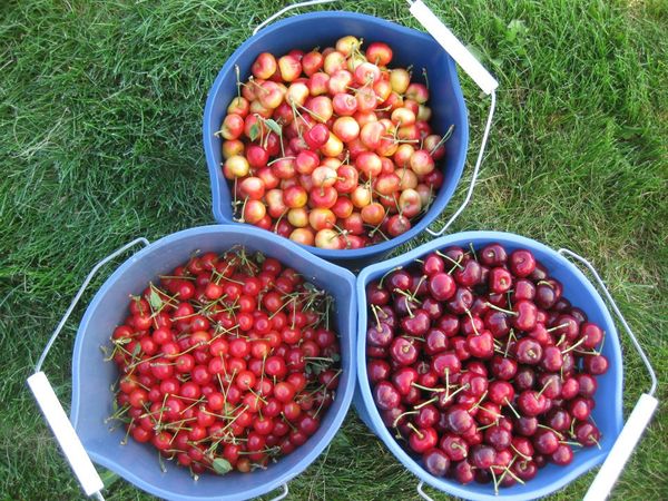 Fresh Cherries from United States supplied by Cherry Hill Orchard & Market - Light Red Fresh Sweet Cherry