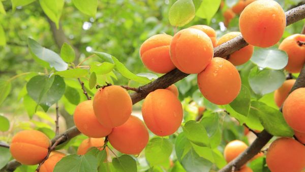 Apricots from Turkiye supplied by Meywex Fruchthandel GmbH - Organic Fresh Apricot