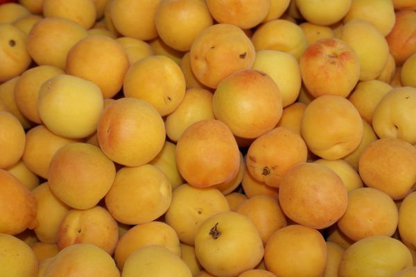 frozen apricot from 불가리아 supplied by Ecoplod Organic Ltd - Frozen - IQF (=Individual Quick Freezing) 신선 자두