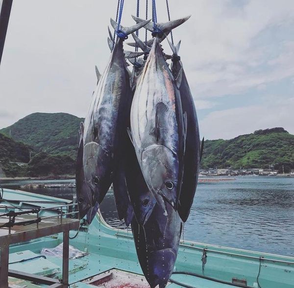 Frozen Skipjack Tuna - Whole Round from 싱가포르 supplied by TunaSolutions - Frozen 냉동 가다랑어
