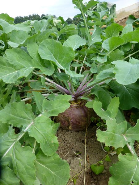 Fresh Turnip from 독일 supplied by Uhrbach Gemüsinis - Diced 순무
