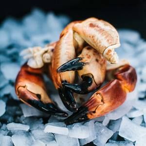 Frozen Crab from 영국 supplied by VENTURE SEAFOODS LIMITED - Meat 냉동 게