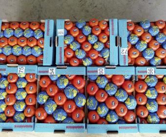 Fresh Mandarin from 튀르키예 supplied by Karagozler Gida - Ortanique 신선 만다린