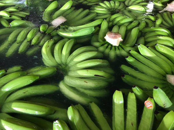 Banana from 멕시코 supplied by ICH BUENISIMA PRODUCE S.A. DE C.V. - Conventional 신선 바나나