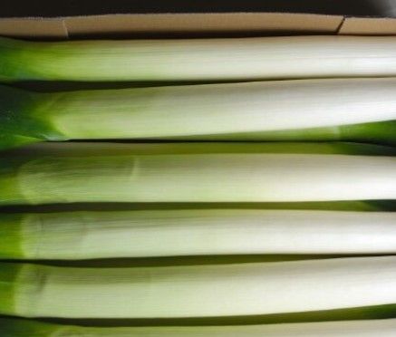 Leeks from 벨기에 supplied by Orca NV - Unspecified 리크