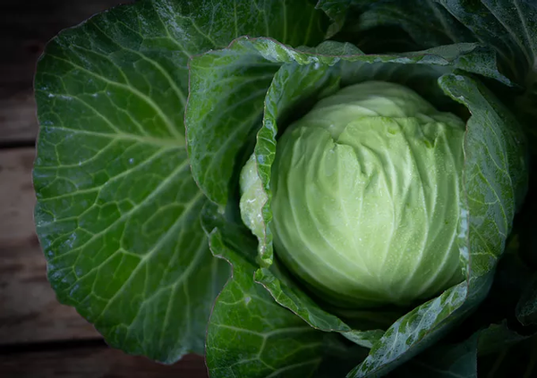 Organic Cabbage from 미국 supplied by Jerrold A. Watson & Sons - 적양배추 신선 양배추