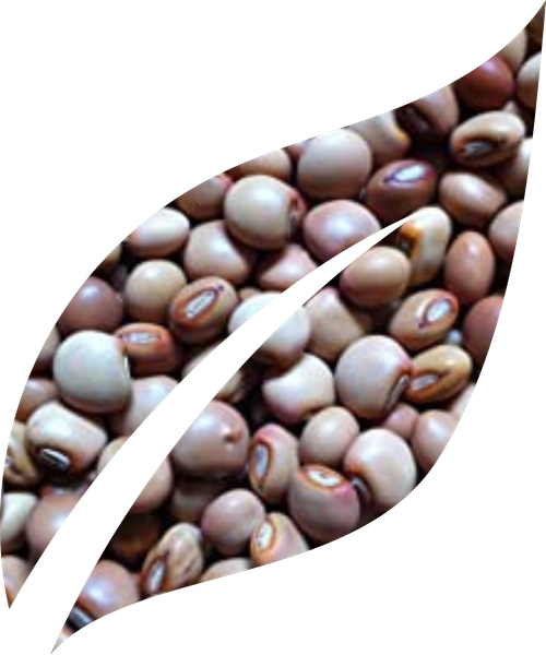 PIGEON PEAS from 인도 supplied by M.Lakhamsi & Co. - Raw (=Natural) 말린 비둘기콩