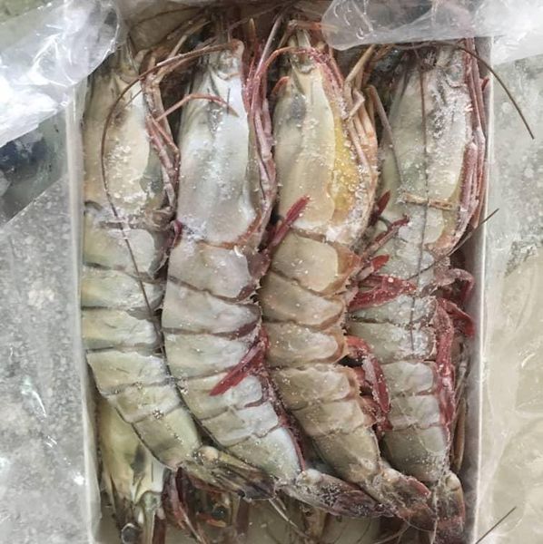 Shrimp & Prawn from 탄자니아 supplied by ABDL High Quality Seafood - Whole 냉동 새우