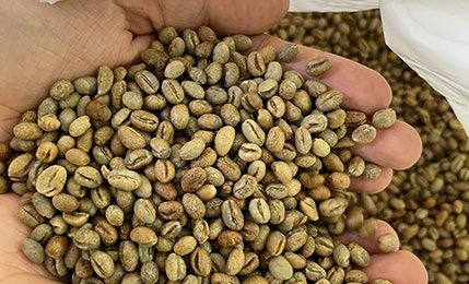 Peaberry Geisha Cerro Azul HW from 콜롬비아 supplied by Café Granja La Esperanza S.A. C.I. - Colombia 생원두