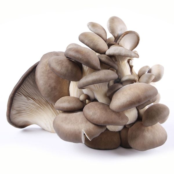 Boczniak ostrygowaty from 폴란드 supplied by Limax Sp. z o.o. - White Oyster Mushroom (=Pleurotus florida) 느타리버섯