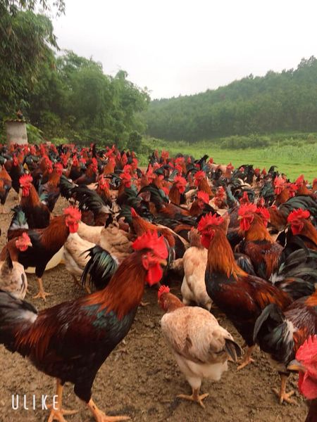 Lac Thuy Chicken from 베트남 supplied by An Sinh Cooperative - Chopped 냉동 미절단 닭고기