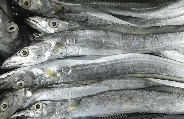 Ribbon Fish from 아랍 에미리트 연합국 supplied by Al Khalsan General Trading - Frozen Ribbon Fish 가공품