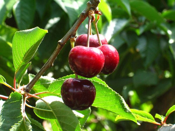 fresh cherry from Spain supplied by ECO FRUITS MONTMANY S.C.P - Whole Fresh Sweet Cherry