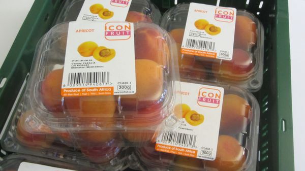 Apricots from 남아프리카공화국 supplied by FFC Fresh Fruit Company GmbH - Orange 신선 살구