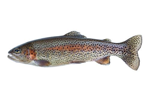 Trout from 노르웨이 supplied by PLATINA SEAFOOD AS - Whole (=In The Round) 냉동 송어