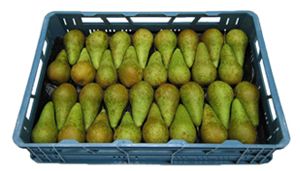 Pears from 벨기에 supplied by Belfrutex - Green 신선 배