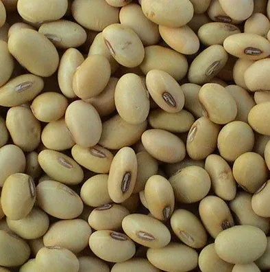 Soyabean Seed from 슬로바키아 supplied by PROAGROS Levice - As per customer's request 대두
