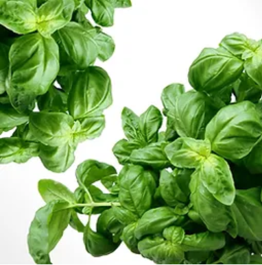Basil from 미국 supplied by Greenland Produce, Inc. - Leaf 바질