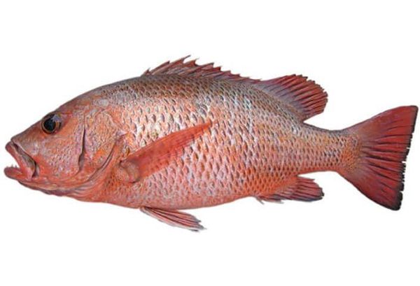 Red Snapper from 말레이시아 supplied by Aquagrow International Sdn Bhd - Whole (=In The Round) 냉동 스내퍼