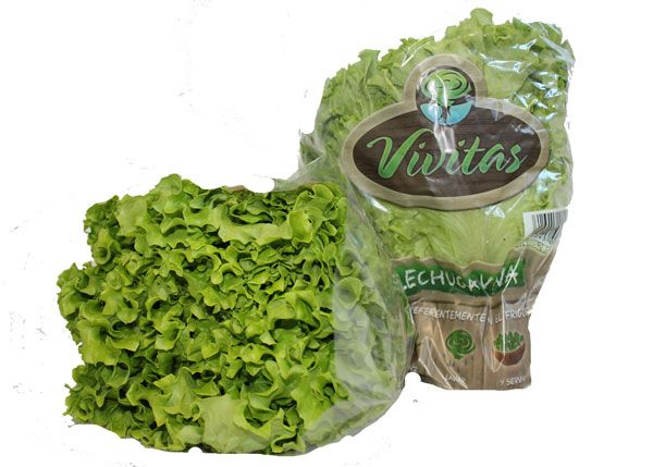 Fresh Lettuce from 스페인 supplied by Endinava - Batavia (=French Crisp = Summer Crisp, Red Batavia, Green Batavia) 신선 상추