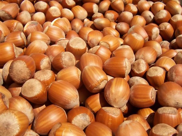 In-shell Hazelnut from 포르투갈 supplied by Soutos Os Cavaleiros C.R.L. - 갈색 생 헤이즐넛