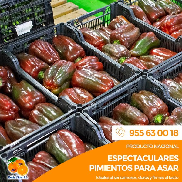 Bell pepper from 스페인 supplied by Rubio Plata SL - Mixed - Red & Green 신선 피망