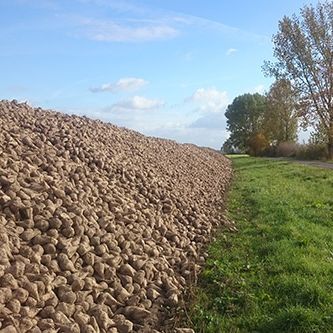 Sugar Beets from 독일 supplied by AgriCo Lindauer Naturprodukte AG - Whole 사탕무
