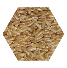 Chestnut from Greece supplied by ARNAOUTELIS SA - Brown Rice
