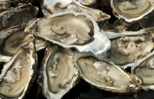 Oysters from United Kingdom supplied by Just Caught Ltd - Fresh (=Chilled=Raw) Fresh Oyster