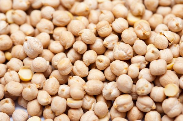 Chickpea Seed from 튀르키예 supplied by Kuran Tarim - Kabuli 말린 병아리콩