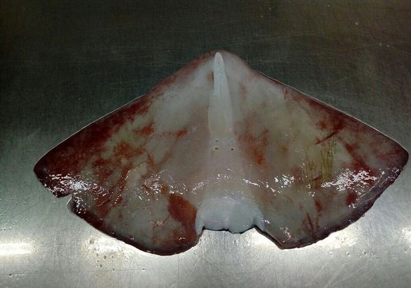 Giant Squid from Peru supplied by Reyes del Sol - Buttons Frozen Squid