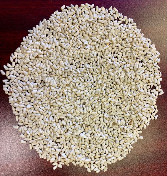 Safflower from 캐나다 supplied by AgriTel Grain Ltd - Unhulled 잇꽃 씨
