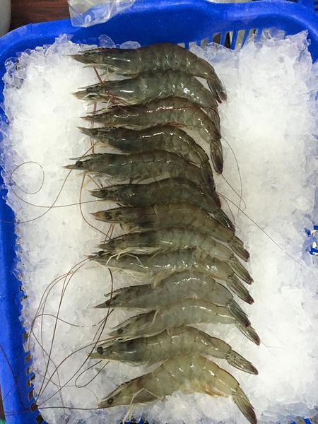 Tiger Prawn from India supplied by Abad Fisheries Private Ltd. - Shell On (=Unpeeled) Frozen Common Shrimp & Prawn