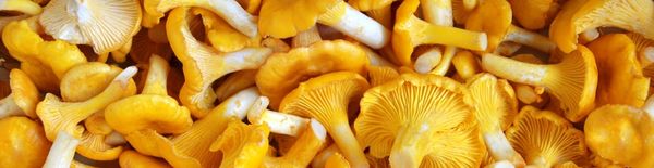 Frozen Chanterelle Mushroom from Lithuania supplied by GARDUMELI - Blanched Chanterelle Mushroom