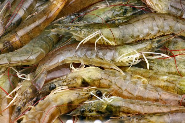 Shrimp from Vietnam supplied by KIM PHAT SEAFOOD IMPORT EXPORT CO., LTD - Freshwater Shrimp Frozen Common Shrimp & Prawn