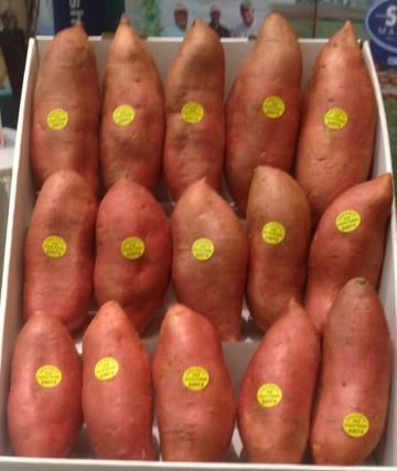 Sweet Potato from 미국 supplied by S.M.P. Southeast Marketing/Edmondson Farms - Raw 고구마